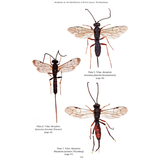 RES Handbook, Volume 7, Part 4: The Banchine Wasps (Ichneumonidae: Banchinae) of the British Isles