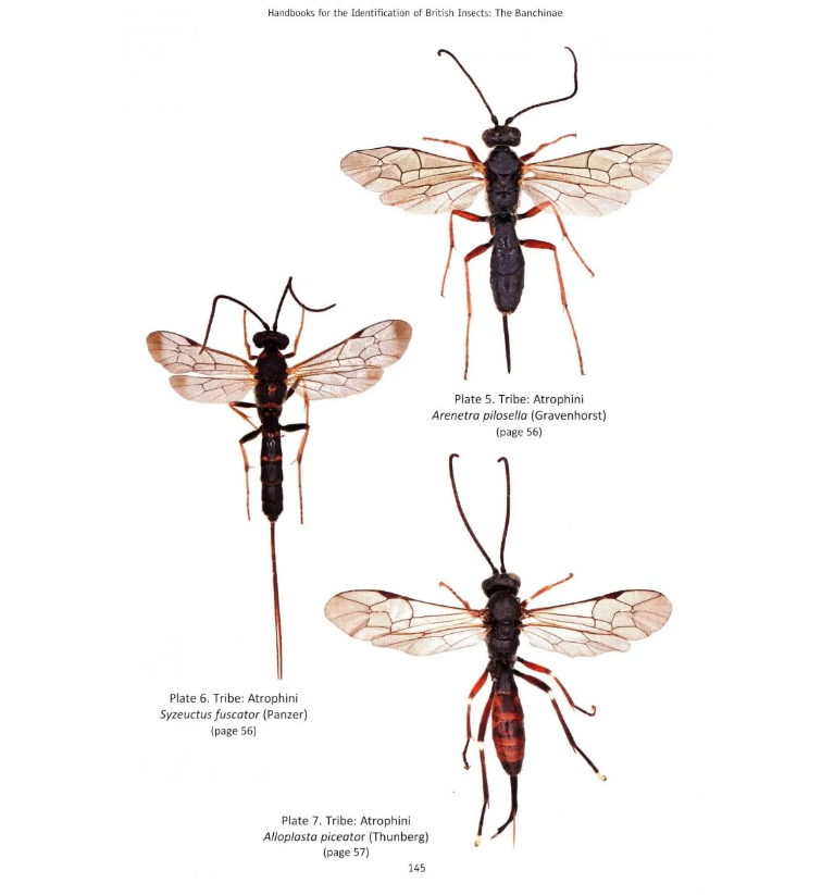 The Banchine Wasps (Ichneumonidae: Banchinae) of the British Isles