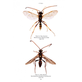 RES Handbook, Volume 7, Part 4: The Banchine Wasps (Ichneumonidae: Banchinae) of the British Isles