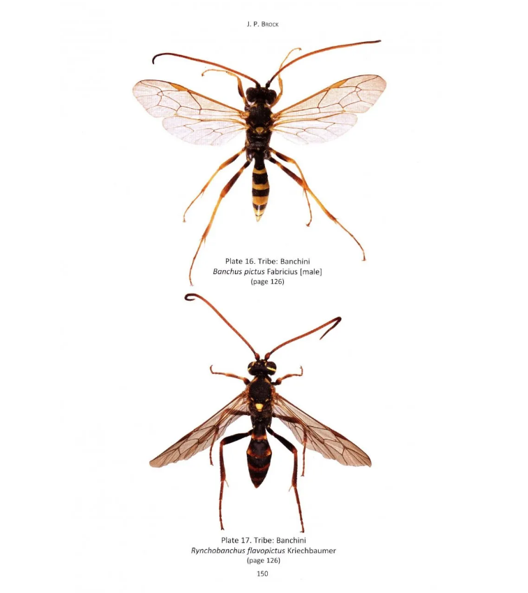 The Banchine Wasps (Ichneumonidae: Banchinae) of the British Isles