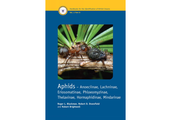 Aphids - Anoeciinae, Lachninae, Eriosomatinae, Phloeomyzinae, Thelaxinae, Hormaphidinae, Mindarinae