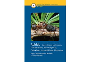 Aphids - Anoeciinae, Lachninae, Eriosomatinae, Phloeomyzinae, Thelaxinae, Hormaphidinae, Mindarinae