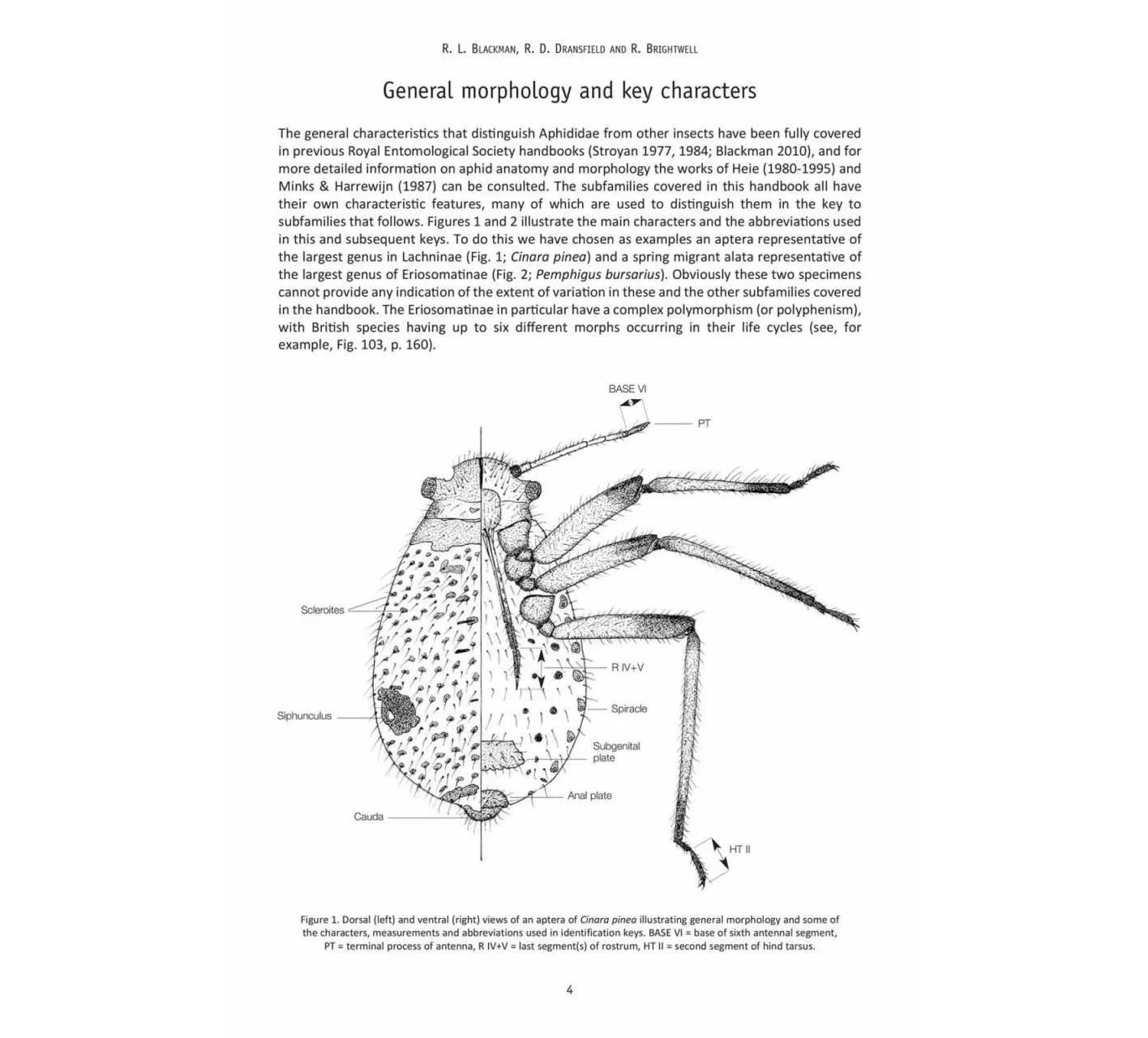 RES Handbook, Volume 2, Part 8: Aphids - Anoeciinae, Lachninae, Eriosomatinae, Phloeomyzinae, Thelaxinae, Hormaphidinae, Mindarinae