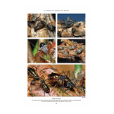 RES Handbook, Volume 2, Part 8: Aphids - Anoeciinae, Lachninae, Eriosomatinae, Phloeomyzinae, Thelaxinae, Hormaphidinae, Mindarinae