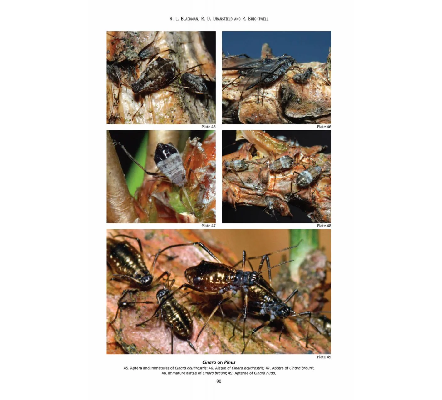 RES Handbook, Volume 2, Part 8: Aphids - Anoeciinae, Lachninae, Eriosomatinae, Phloeomyzinae, Thelaxinae, Hormaphidinae, Mindarinae