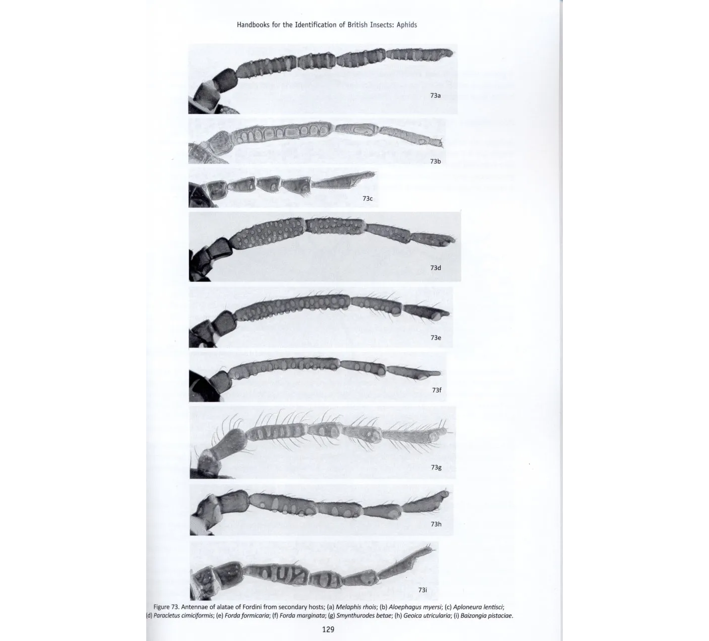 RES Handbook, Volume 2, Part 8: Aphids - Anoeciinae, Lachninae, Eriosomatinae, Phloeomyzinae, Thelaxinae, Hormaphidinae, Mindarinae