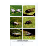 RES Handbook, Volume 2, Part 8: Aphids - Anoeciinae, Lachninae, Eriosomatinae, Phloeomyzinae, Thelaxinae, Hormaphidinae, Mindarinae