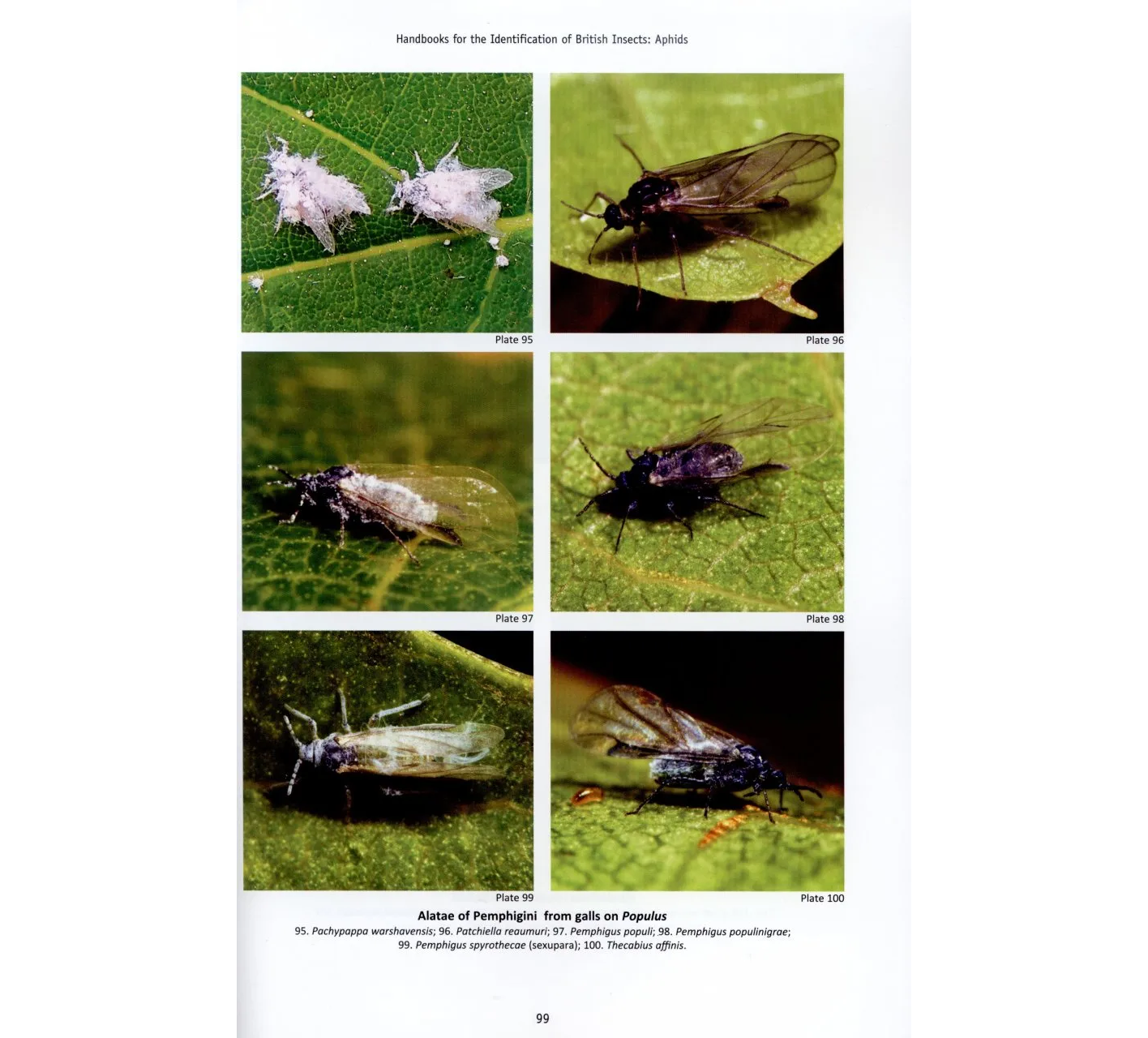 RES Handbook, Volume 2, Part 8: Aphids - Anoeciinae, Lachninae, Eriosomatinae, Phloeomyzinae, Thelaxinae, Hormaphidinae, Mindarinae