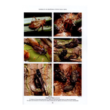 RES Handbook, Volume 2, Part 8: Aphids - Anoeciinae, Lachninae, Eriosomatinae, Phloeomyzinae, Thelaxinae, Hormaphidinae, Mindarinae