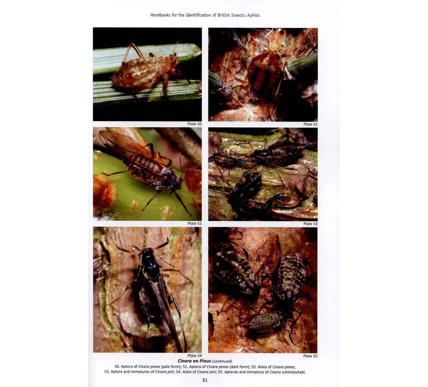 RES Handbook, Volume 2, Part 8: Aphids - Anoeciinae, Lachninae, Eriosomatinae, Phloeomyzinae, Thelaxinae, Hormaphidinae, Mindarinae