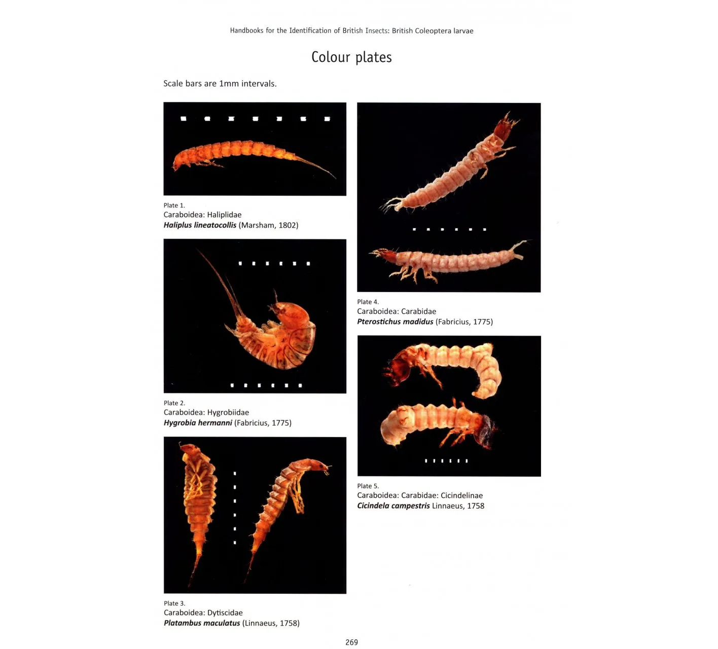British Coleoptera Larvae - A Guide to the Families and Major Subfamilies