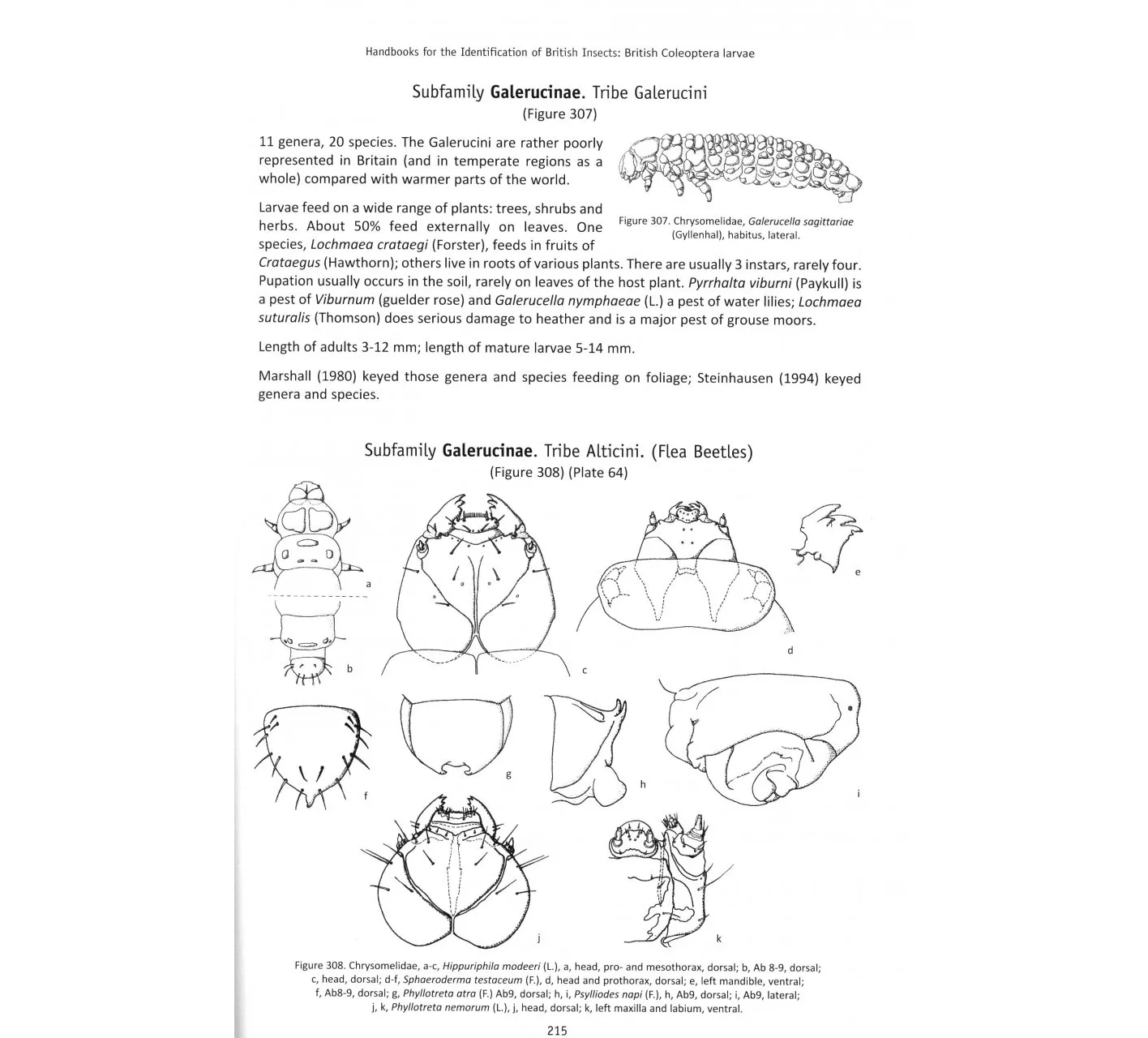 British Coleoptera Larvae - A Guide to the Families and Major Subfamilies