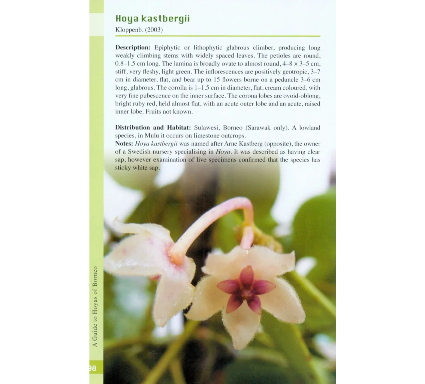 A Guide to Hoyas of Borneo