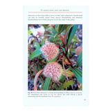 The Genus Melastoma in Borneo - Including 31 New Species