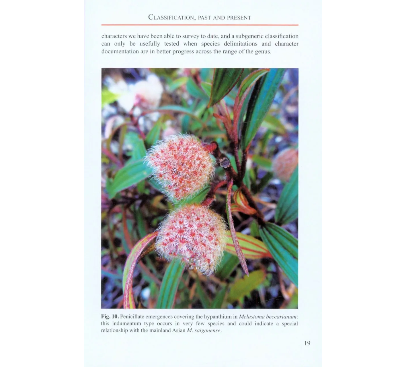 The Genus Melastoma in Borneo - Including 31 New Species
