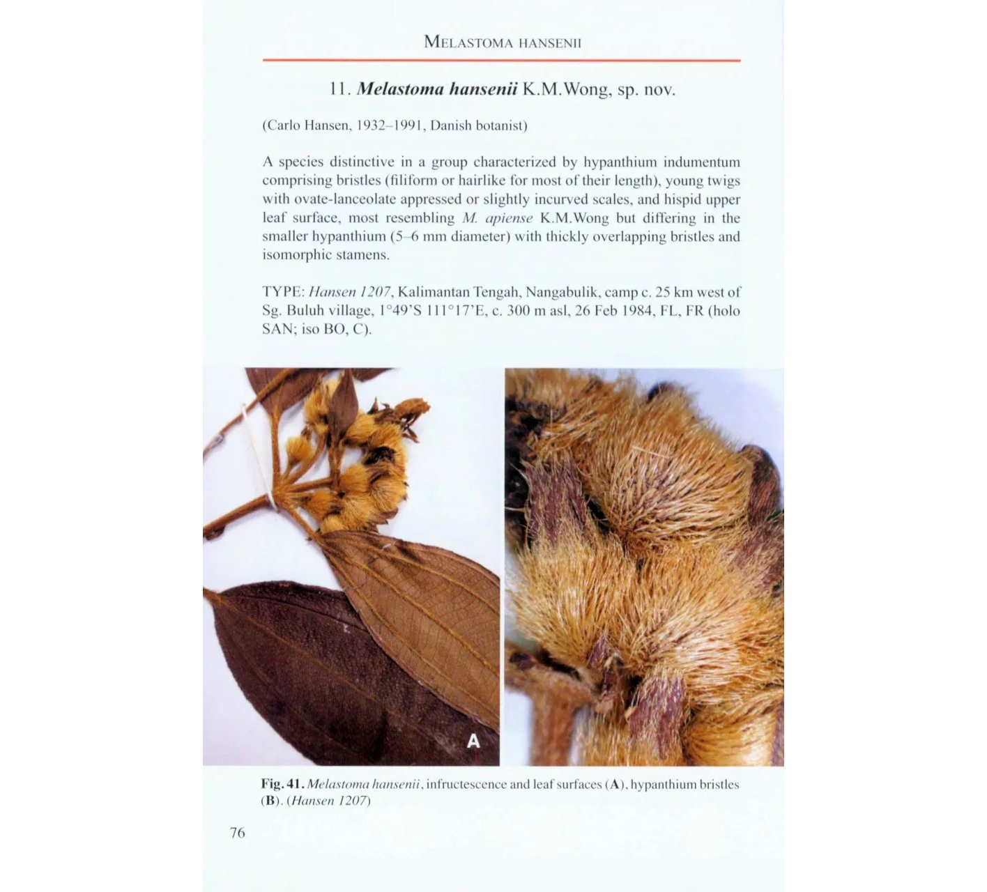 The Genus Melastoma in Borneo - Including 31 New Species