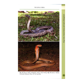 King Cobra - Natural History and Captive Management