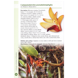 A Guide to Orchids of Kinabalu