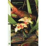 A Guide to Orchids of Kinabalu