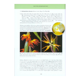 Bulbophyllum of Borneo