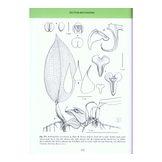 Bulbophyllum of Borneo