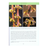 Bulbophyllum of Borneo