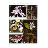 The Genus Calanthe
