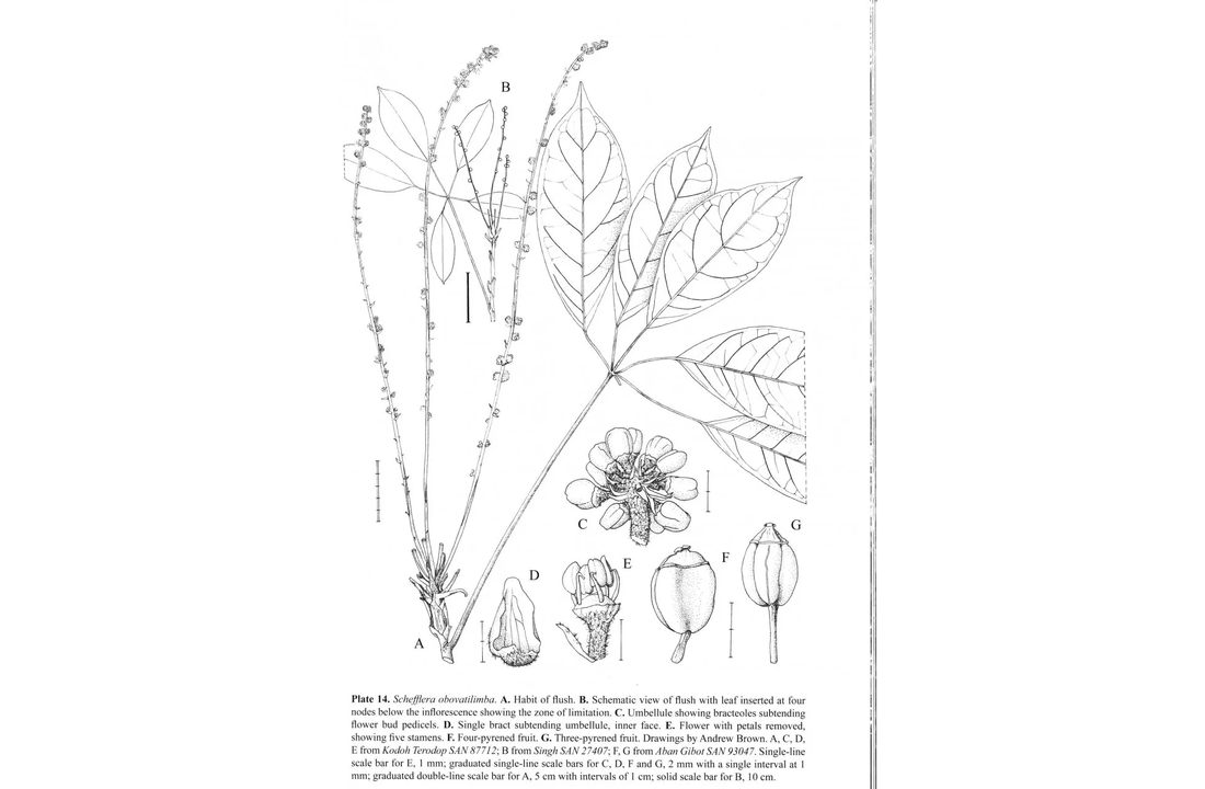 The Genus Schefflera in Sabah, Malaysian Borneo