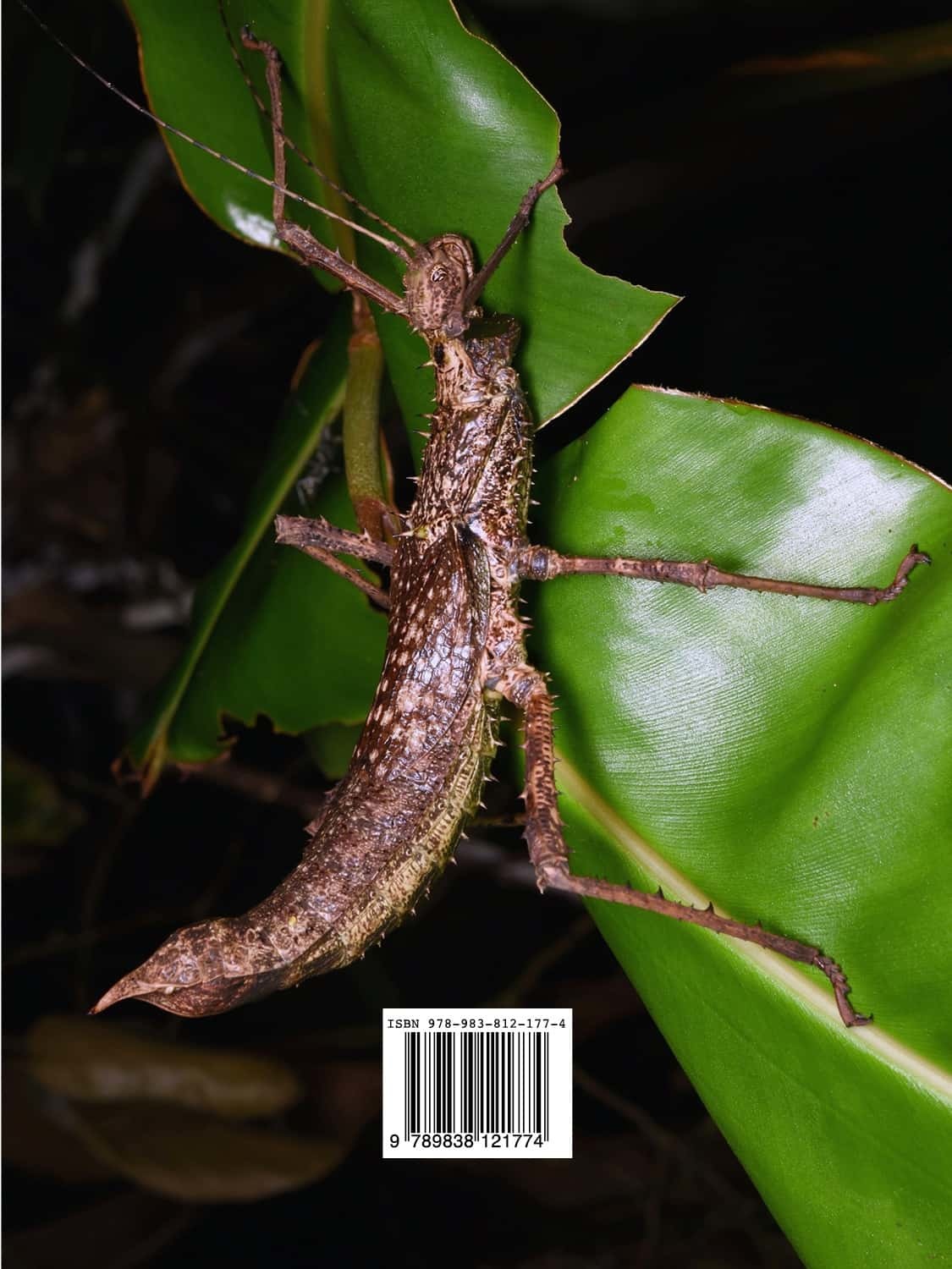 A Taxonomic Guide to the Stick Insects of Singapore