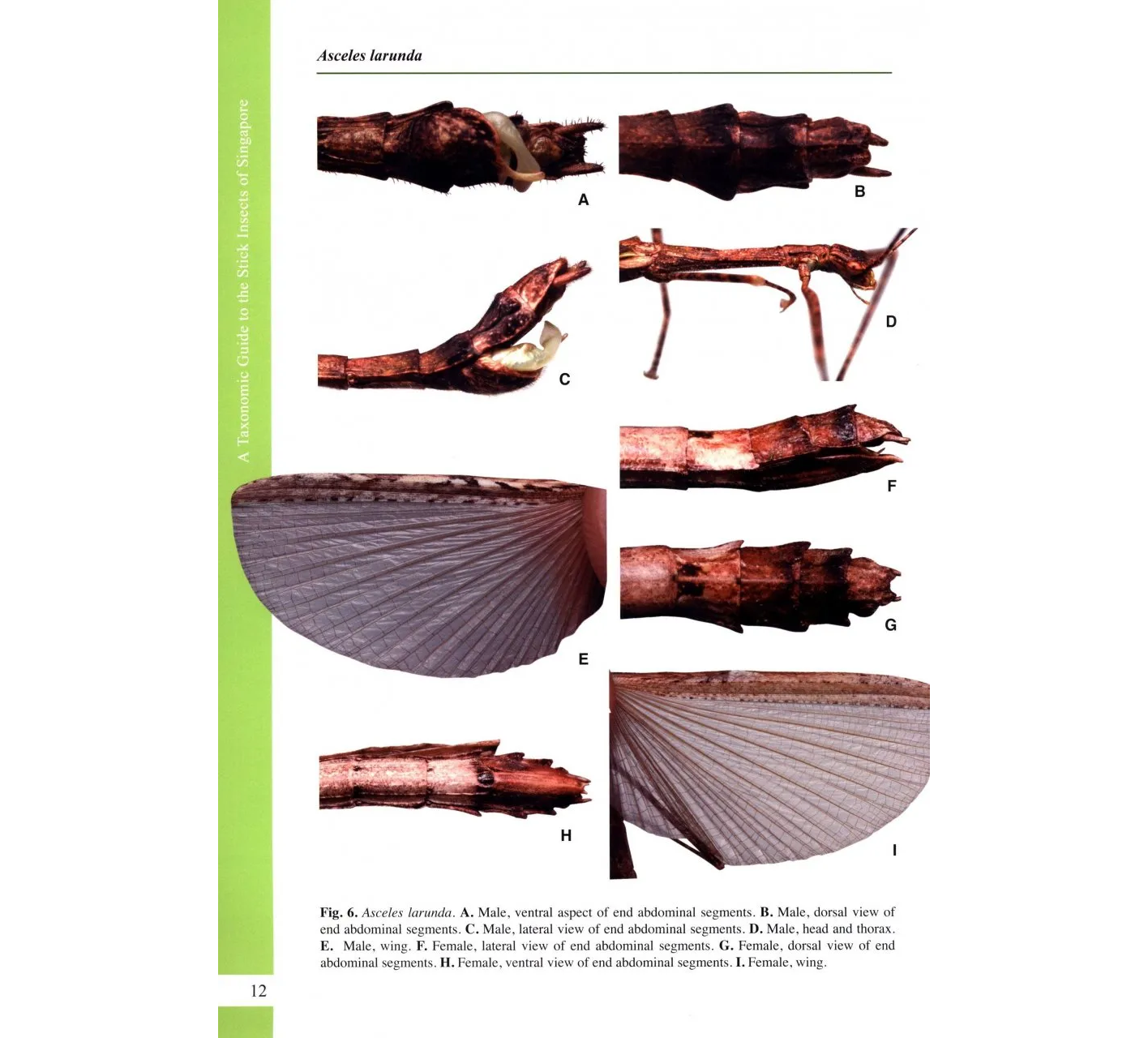 A Taxonomic Guide to the Stick Insects of Singapore