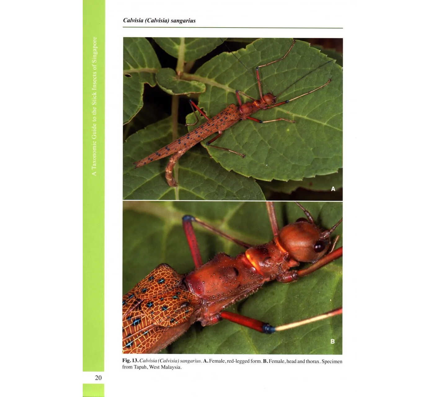 A Taxonomic Guide to the Stick Insects of Singapore