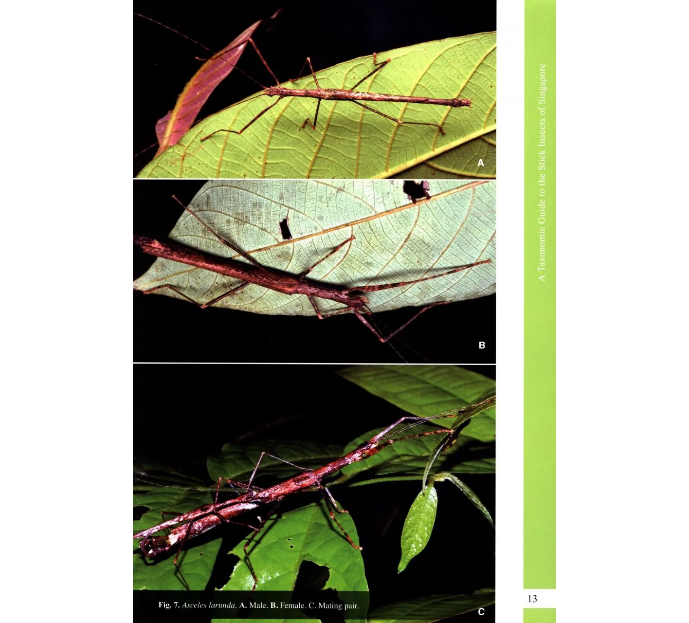 A Taxonomic Guide to the Stick Insects of Singapore