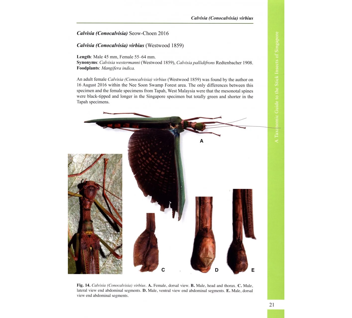 A Taxonomic Guide to the Stick Insects of Singapore