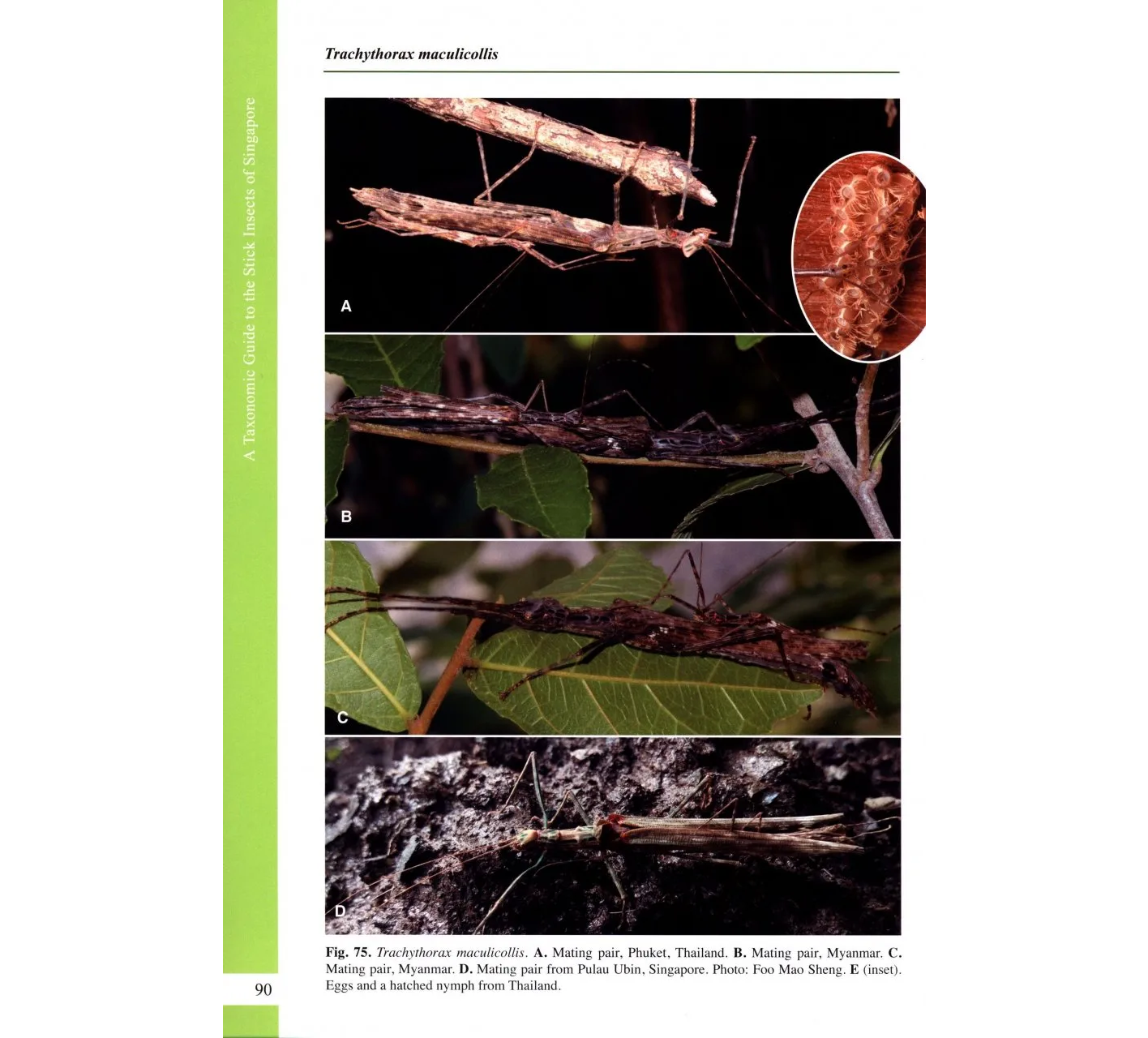 A Taxonomic Guide to the Stick Insects of Singapore