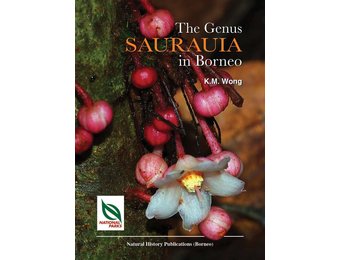 The Genus Saurauia in Borneo