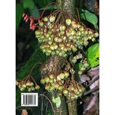 The Genus Saurauia in Borneo