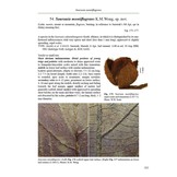 The Genus Saurauia in Borneo