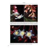 The Genus Saurauia in Borneo