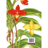 Slipper Orchids of The Tropical Americas