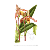 Slipper Orchids of The Tropical Americas