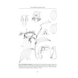 Slipper Orchids of The Tropical Americas