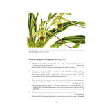 Slipper Orchids of The Tropical Americas