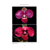 Slipper Orchids of The Tropical Americas
