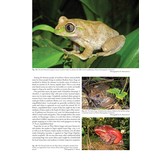 Status and Threats of Afrotropical Amphibians - Sub-Saharan Africa, Madagascar, Western Indian Ocean Islands