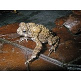 Status and Threats of Afrotropical Amphibians - Sub-Saharan Africa, Madagascar, Western Indian Ocean Islands