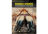 Borneo Spiders