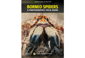 Borneo Spiders