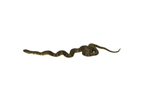 Natrix maura eDNA qPCR Detection Kit