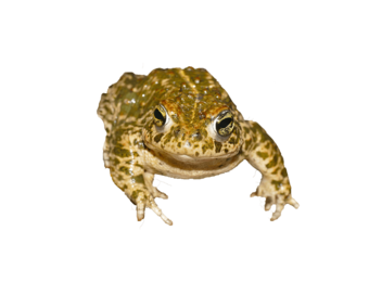 Epidalea calamita eDNA qPCR Detectiekit