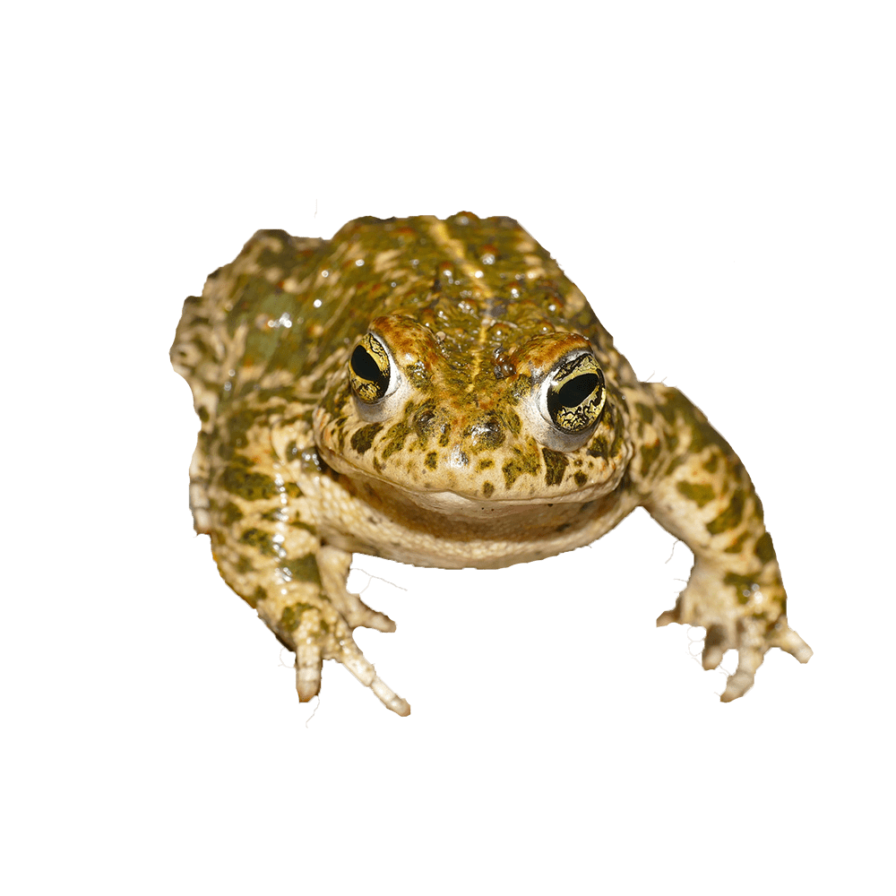 Epidalea calamita eDNA qPCR-Nachweiskit